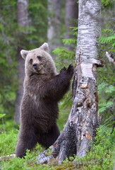 Obraz premium Bear cub up on its hind legs. Bear Cub of Brown bear in the summer forest. Scientific name: Ursus Arctos Arctos.