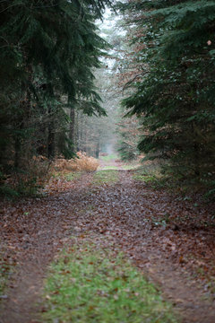 Forest road in wild nature background high quality fifty megapixels prints dorsten rhade