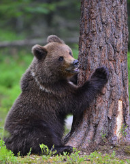 Fototapeta premium Little bear sits under a pine tree. Cub of Brown Bear in the summer forest. Natural habitat. Scientific name: Ursus arctos.