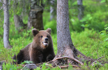 Cub of Brown Bear in the summer forest.  Natural habitat. Scientific name: Ursus arctos.