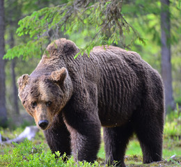 Big Adult Male of Brown bear in the summer forest. Scientific name: Ursus arctos. Natural habitat.