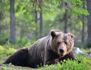 Adult Brown bear lies in the pine forest. Big brown bear male. Close up portrait. Scientific name: Ursus arctos. Natural habitat.