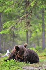 Obraz premium Adult Brown bear lies in the pine forest. Big brown bear male. Close up portrait. Scientific name: Ursus arctos. Natural habitat.