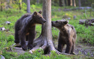 Bear cub sniffs the tree. Bear cubs in summer forest. Cubs of Brown Bear. Natural habitat. Scientific name: Ursus arctos.