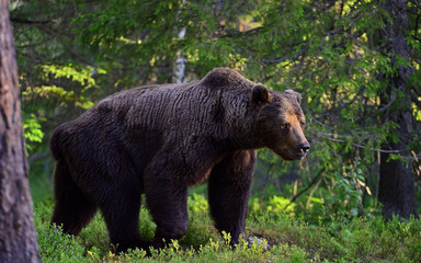 Plakat Big Adult Male of Brown bear in the summer forest. Scientific name: Ursus arctos. Natural habitat.