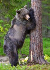 Brown bear stands on its hind legs by a tree in a pine forest.  Scientific name: Ursus arctos. Natural habitat