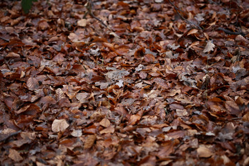 Dead brown leafs macro background high quality prints winter season fifty megapixels