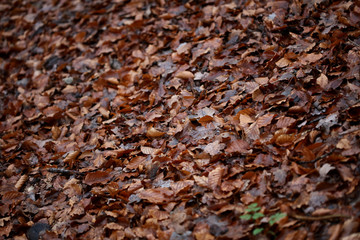 Dead brown leafs macro background high quality prints winter season fifty megapixels