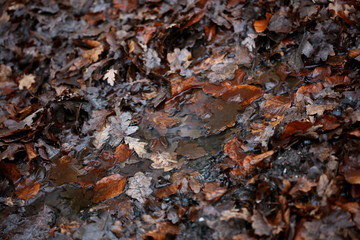 Dead brown leafs macro background high quality prints winter season fifty megapixels