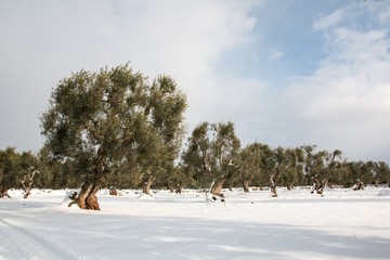 Mediterranean landscape with olive trees after a exceptional snowfall.