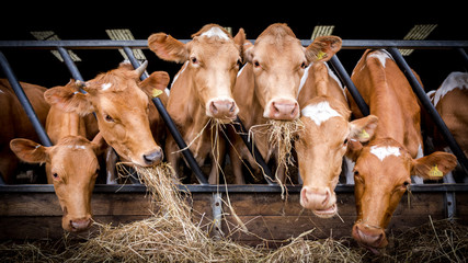 Inquisitive cows eating hay in a barn