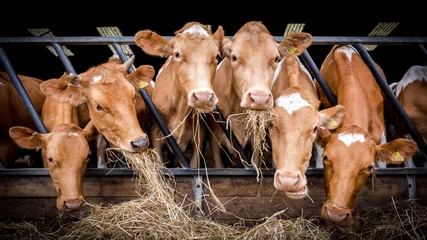 Gordijnen Inquisitive cows eating hay in a barn © Mogzy
