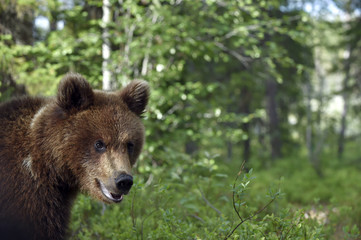 Cub of Brown Bear in the summer forest.  Natural habitat. Scientific name: Ursus arctos.