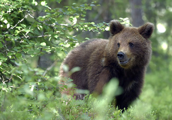 Cub of Brown Bear in the summer forest.  Natural habitat. Scientific name: Ursus arctos.