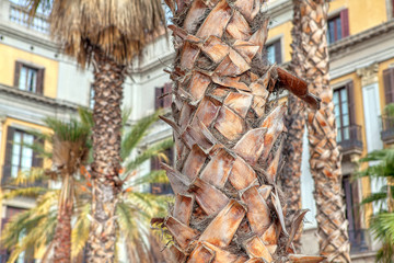 Closeup view of palm trunk in the city