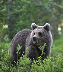 Obraz premium Cub of Brown Bear in the summer forest. Natural habitat. Scientific name: Ursus arctos.