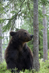 Obraz premium Bear sits and sniffs the tree. Brown bear in summer