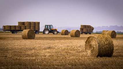 Fototapeta na wymiar A tractor harvesting wheat with scattered bales of hay
