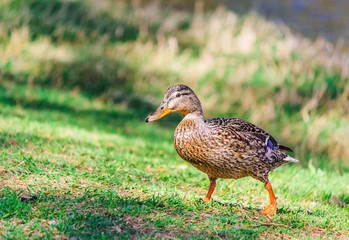 Female duck