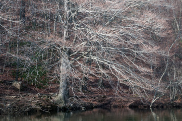 Beech on the edge of a lake in Montseny Natural Park, Catalonia, Spain
