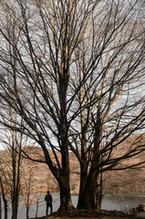 Two larges beech and a silhouette of a man, Montseny Natural Park, Catalonia, Spain