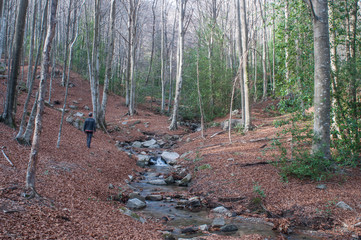 Stream in the forests of Santa Fe valley in winter, Montseny Natural Park, Catalonia, Spain