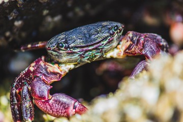 Crab on the rocks 