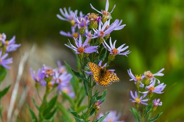 Butterfly on Flower 