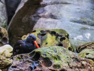 bird on rock