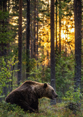 Big brown bear with backlit. Sunset forest in background.  Brown bear seat in the summer forest in sunset light. Scientific name: Ursus arctos. Natural habitat.