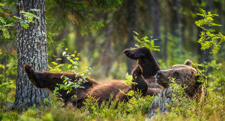 Wild Adult Brown Bear lying on his back with his paws raised in the green grass in the summer...