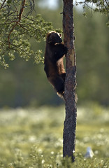 Wolverine climbing on the tree. Wild nature. Natural habitat. Glutton, carcajou, skunk bear, or...
