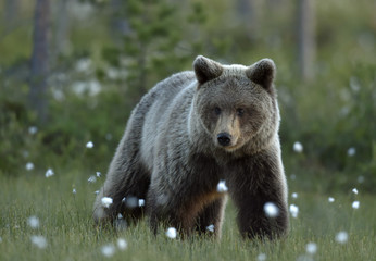 Brown bear on the meadow in the summer forest. Sunset, evening twilight. Scientific name: Ursus Arctos Arctos.