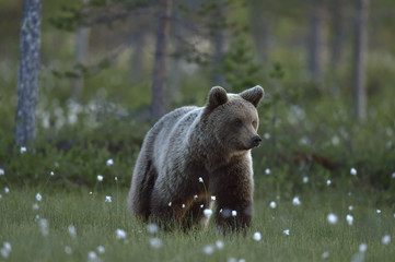Fototapeta na wymiar Brown bear on the meadow in the summer forest. Sunset, evening twilight. Scientific name: Ursus Arctos Arctos.