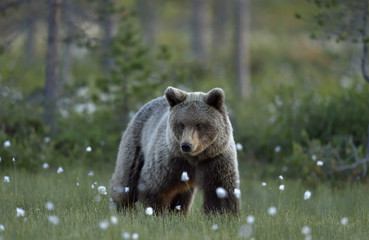 Plakat Brown bear on the meadow in the summer forest. Sunset, evening twilight. Scientific name: Ursus Arctos Arctos.