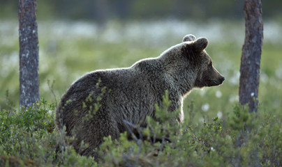 Brown bear on the meadow in the summer forest. Sunset, evening twilight. Scientific name: Ursus Arctos Arctos.
