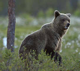 Fototapeta premium Brown bear on the meadow in the summer forest. Sunset, evening twilight. Scientific name: Ursus Arctos Arctos.
