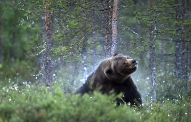 Bear shakes off. Adult Male of Brown bear in the forest. Scientific name: Ursus arctos. Natural...