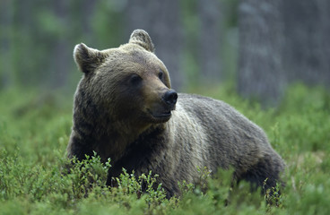 Obraz premium Brown bear in the summer forest. Scientific name: Ursus arctos. Natural habitat.