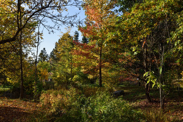 autumn in the park