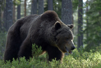 Naklejka na ściany i meble Big Adult Male of Brown bear in the summer forest. Scientific name: Ursus arctos. Natural habitat.