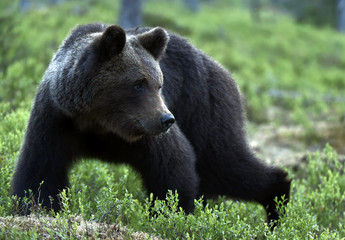 Brown bear in the summer forest. Scientific name: Ursus arctos. Natural habitat.
