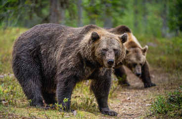 Obraz na płótnie Canvas Brown bears in the pine forest. Scientific name: Ursus arctos. Natural habitat. Autumn season.