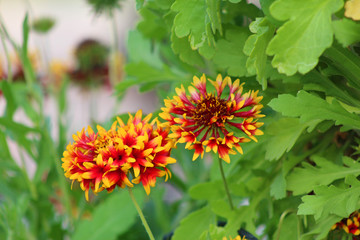blanket flower gaillardia