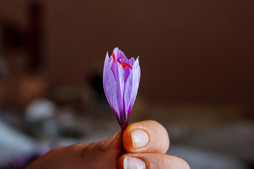Freshly cut saffron flower in a hand.