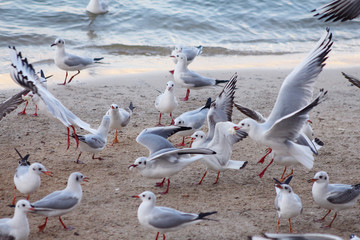 group of seagulls in a shore