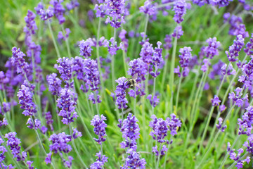 Lavanda