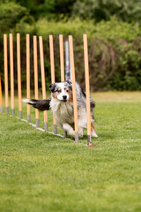 berger australien en agility