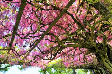 躍動感や重厚感のあるピンクの壮大な藤の木