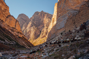 Sheep flock grazing on autumn mountains. Chegem canyon, Russia
